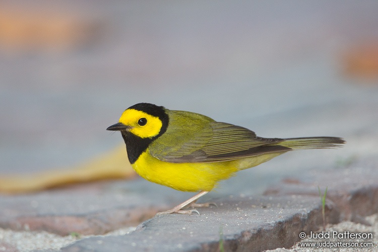 Hooded Warbler, Dry Tortugas National Park, Monroe County, Florida, United States